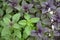 Ocimum basilicum. Fragrant herb, spices. Basil