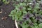 Ocimum basilicum. Fragrant herbs, spices, herb garden. Aromatic herbs