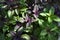 Ocimum basilicum. Fragrant herbs, spices, herb garden. Aromatic herbs