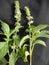 Ocimum basilicum sweet basil white strain