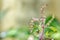 ocimum sanctum with blooming in garden,holy basil.