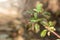 ocimum sanctum with blooming in garden,holy basil.