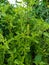 Ocimum tenuiflorum & x28;daun ruku ruku& x29;, plants that can be consumed and used as herbal medicines.