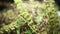 Ocimum tenuiflorum plant close up
