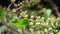 Ocimum tenuiflorum plant close up