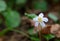 Oconee Bell Wildflower Devils Fork State Park SC