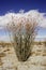 Ocotillo