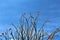 Ocotillo America Spanish cactus grown in Maricopa County, State of Arizona, United States