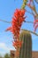 Ocotillo America Spanish cactus grown in Maricopa County, State of Arizona, United States