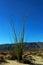 Ocotillo, Anza Borrego Desert State Park landscape