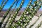 Ocotillo, Anza Borrego Desert State Park landscape