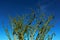 Ocotillo, Anza Borrego Desert State Park landscape