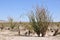 Ocotillo bloom