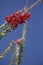 Ocotillo blooms against blue Arizona sky