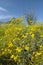 Ocotillo blossoms in springtime