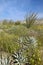 Ocotillo blossoms in springtime desert