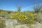 Ocotillo blossoms in springtime desert at Coyote Canyon, Anza-Borrego Desert State Park, near Anza Borrego Springs, CA