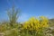 Ocotillo blossoms in springtime desert in Coyote Canyon, Anza-Borrego Desert State Park, near Anza Borrego Springs, CA