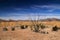 Ocotillo Cactii