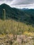 Ocotillo and Cactus along the Hugh Norris Trail, Saguaro National Park, Arizona