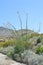 Ocotillo cactus in Big Bend National Park