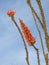 Ocotillo Cactus in Bloom