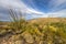 Ocotillo Cactus In Saguaro National Park