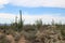 Ocotillo, creosote bushes, saguaro, prickly pear and cholla cacti in Saguaro National Park, Tucson, AZ