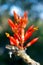 Ocotillo flower, candlewood, Fouquieria splendens