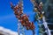 Ocotillo flower closeup.