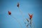 Ocotillo flower closeup.