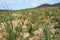 Ocotillo forest Sonora Desert Arizona