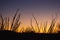 Ocotillo, Fouquieria splendens