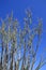 Ocotillo (Fouquieria Splendens)