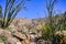 Ocotillo Fouquieria splendens plant blooming in Anza Borrego Desert State Park, south California