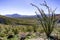 Ocotillo Fouquieria splendens plant blooming in Anza Borrego Desert State Park, south California