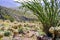 Ocotillo Fouquieria splendens plant blooming in Anza Borrego Desert State Park, south California