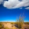 Ocotillo Fouquieria splendens red flowers in Mohave desert