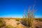 Ocotillo Fouquieria splendens red flowers in Mohave desert