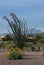 Ocotillo near Four Peaks