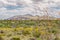 Ocotillo and Paper Flowers, Chisos Mountain Range, Big Bend National Park, TX