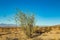 The Ocotillo Plant