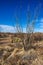 The ocotillo plant, Fouquieria splendens, in the Chihuahuan Desert of Big Bend National Park