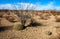 The ocotillo plant, Fouquieria splendens, Echinocereus stramineus: