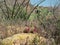 Ocotillo, Prickly Pear and Hedghog Cacti of the Tonto National Forest