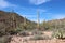 Ocotillo, Saguaro, Prickly Pear, Cholla Cacti and scrub brush growing on a rocky mountain side