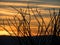 Ocotillo silhouette against an Arizona sunset