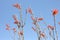 Ocotillo sky 9099