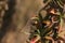 Ocotillo Stem Closeup Horizontal with spider web Kofa Wildlife Reserve