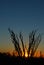 Ocotillo sunset